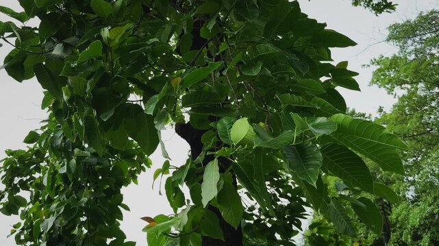 Closeup of Kadamba tree branches with lush green leaves gently swaying in the wind beneath a bright overcast sky in a tropical landscape