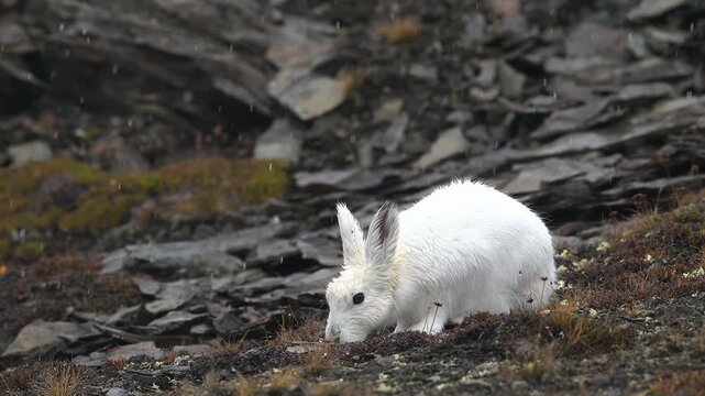 Arctic hare a snowshoe hare with white fur feeding on tundra moss in