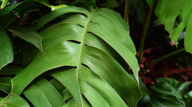 Closeup of a mature Rhaphidophora decursiva leaf showcasing its glossy deeply lobed structure in a lush tropical garden under natural daylight