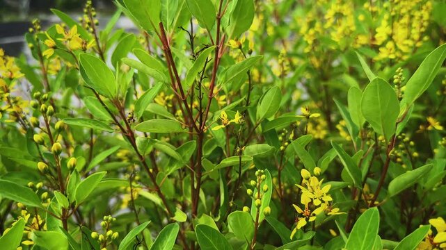 Camera moves through a dense Golden Thryallis bush revealing vibrant yellow blossoms fresh buds and lush green foliage in a tropical garden