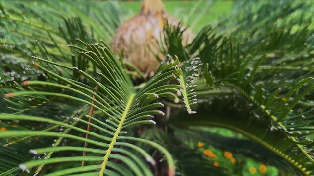 Orbiting closeup of a female Sago Palm reproductive cone framed by lush cycad fronds highlighting an ancient living fossil plant in a garden
