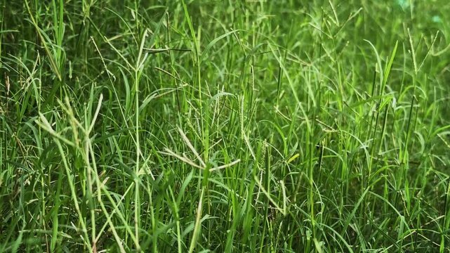 Closeup of Cynodon dactylon grass gently swaying in the breeze showcasing fresh green blades in a lush natural landscape