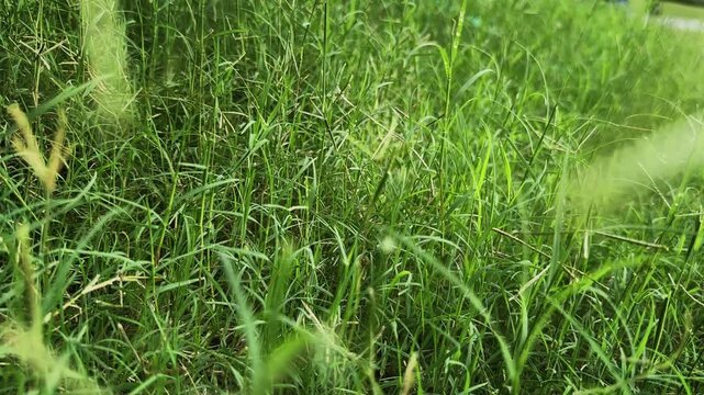 Wide shot of lush Bermuda grass gently swaying in the breeze creating a fresh green meadow with natural outdoor scenery