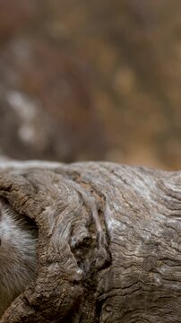 Meerkat Emerging from Hollow Log in Natural Habitat