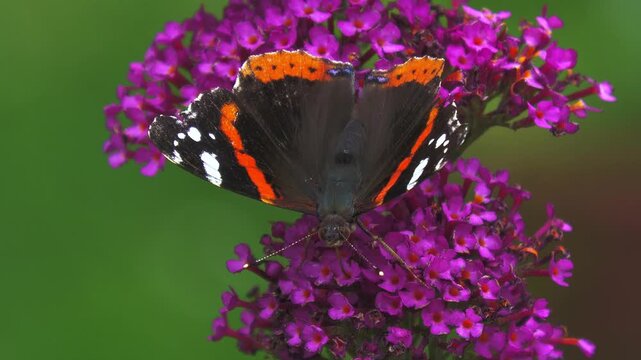 Red admiral butterfly sips nectar from bright purple buddleja davidii