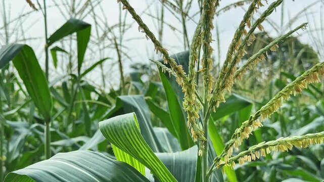 Close up of a flowering corn tassel with pollen bearing anthers growing in a healthy maize field during the crop pollination stage