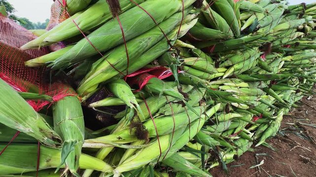 Tracking shot of freshly harvested corn cobs stacked in red mesh transport bags on farm soil ready for collection transport and agricultural distribution