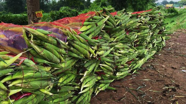 Wide camera push in shot of harvested maize cobs bundled in mesh bags and stacked on farm soil awaiting transport after harvest