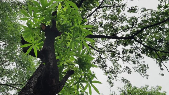 Low angle shot of a Wild Almond Jangli Badam tree canopy gently swaying in a light breeze, highlighting its distinctive umbrella shaped foliage against the sky