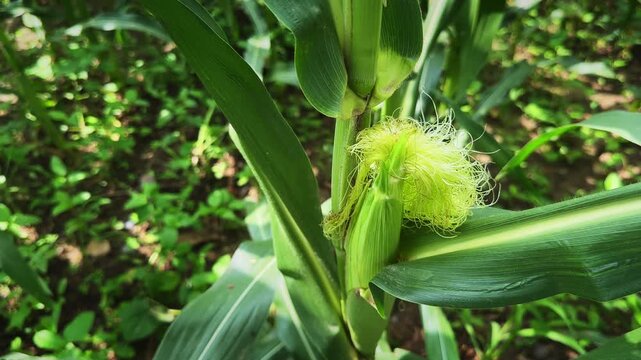 Top angle static close up of a developing sweet corn ear with fresh green silk growing naturally on a healthy maize plant in an agricultural field.
