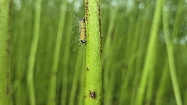 Extreme Close Up Of Jute Hairy Caterpillar Climbing Up Green Jute Plant Stem