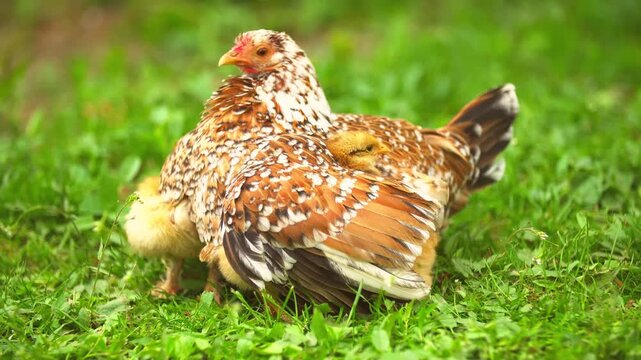 Mother hen protecting chicks under her wings on grassy meadow gentle