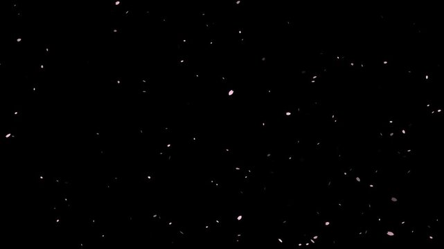 Background video of falling flower petals. Spring image footage
