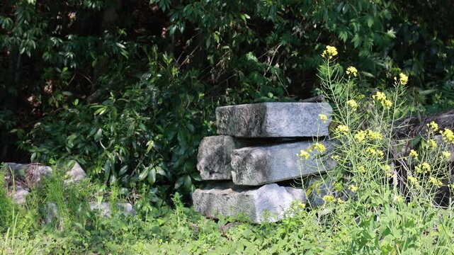 Slow Motion of Greater Celandine Wildflowers Moving in a Gentle Breeze