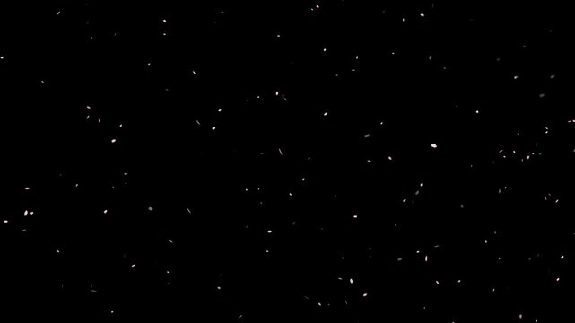 Background video of falling flower petals. Spring image footage