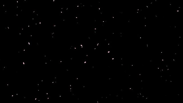 Dreamy background footage with soft pink petals floating