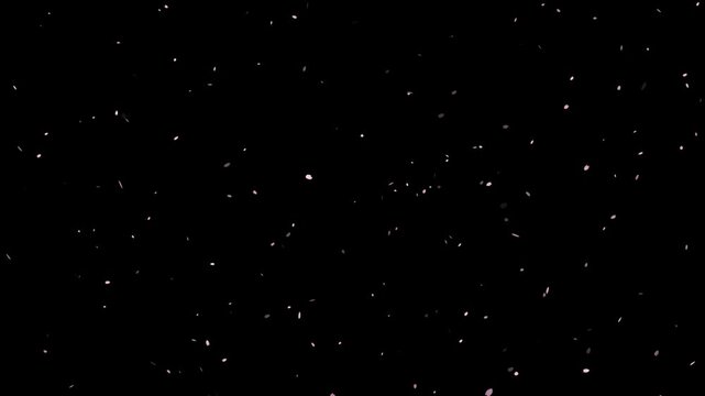 Background video of falling flower petals. Spring image footage