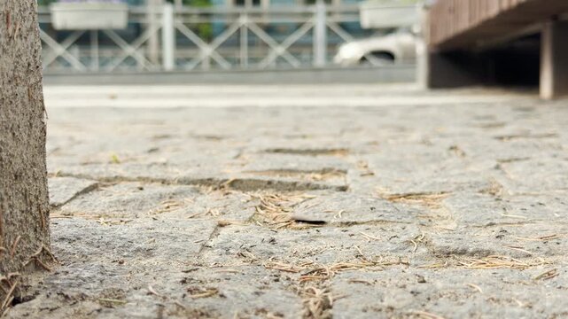 Ants scurry across cobblestones in a park setting. In the soft-focus background, cars move along the street, contrasting small insects with urban traffic.