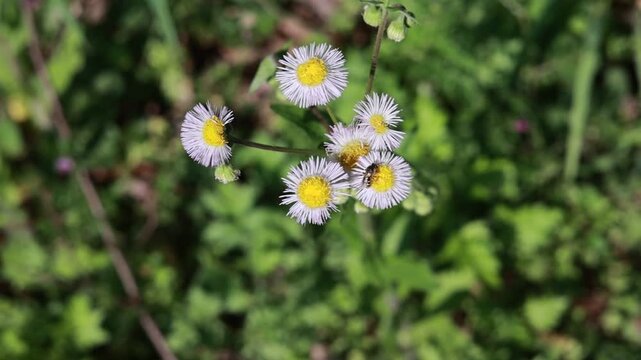 Slow Motion Video of Harlequin Fleabane Flowers Swaying in the Spring Breeze, Japan