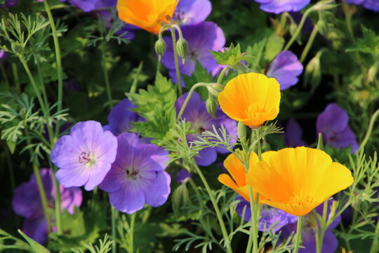 colorful spring flowers