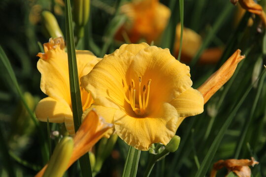 Summer Blooms, U of A Botanic Gardens, Devon, Alberta