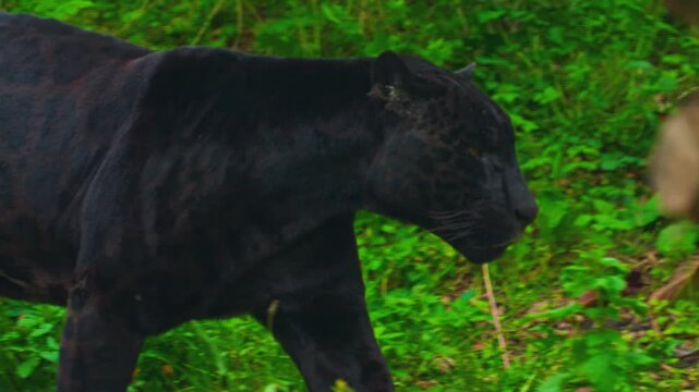 Black panther walking through lush green tropical jungle foliage as it