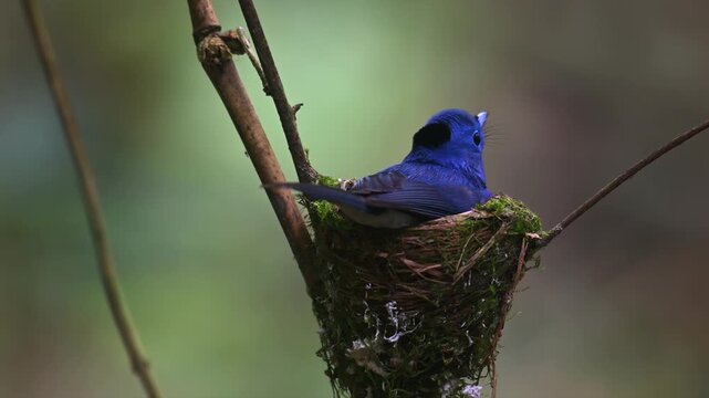 Black naped monarch sitting in small nest on tree branch in forest