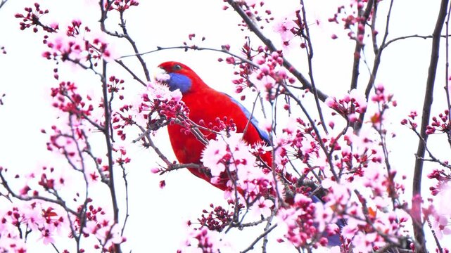 Crimson rosella parrot perched on flowering cherry tree branches