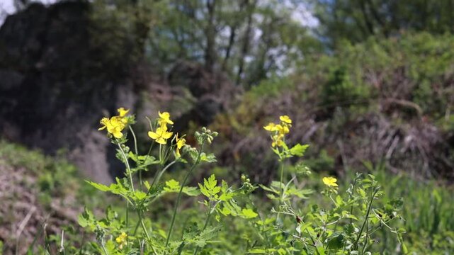 Slow Motion of Greater Celandine Wildflowers Moving in a Gentle Breeze