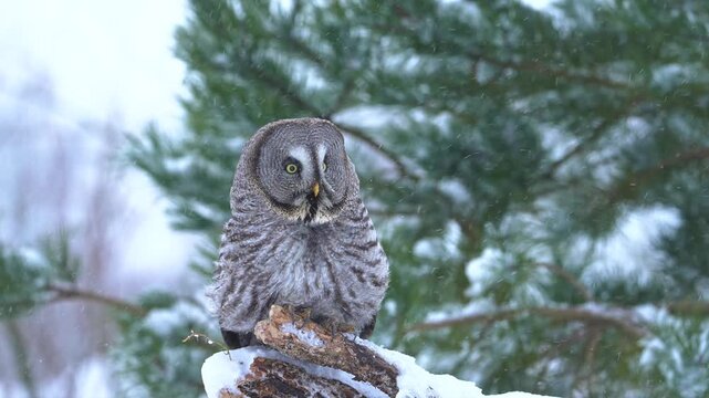 Great gray owl perched on snowy branch during winter snowfall captures