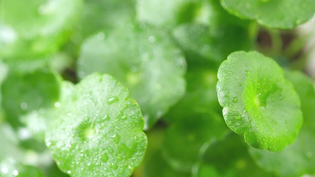 Fresh Centella asiatica plant rotating in a macro close-up, highlighting vibrant green leaves with dewdrops for botanical skincare, herbal wellness, and natural beauty concepts.