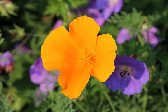 Orange Bloom