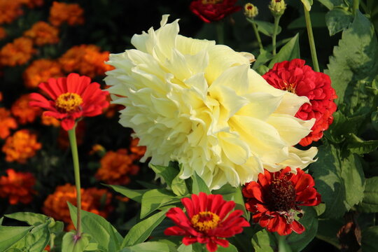 red and yellow flowers