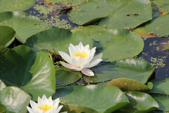 white water lily, U of A Botanic Gardens, Devon, Alberta