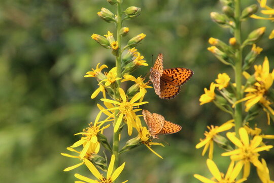 butterfly on a yellow flower, U of A Botanic Gardens, Devon, Alberta
