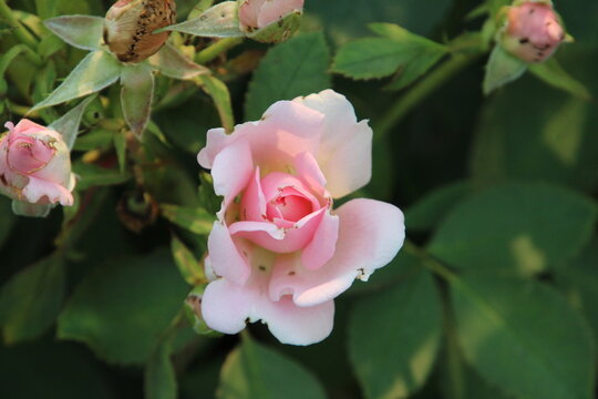 Pink Rose, U of A Botanic Gardens, Devon, Alberta