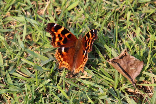 butterfly on grass, U of A Botanic Gardens, Devon, Alberta