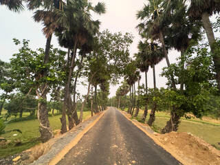 Obraz premium Road lined with tall palm trees and lush green foliage leading into distance.