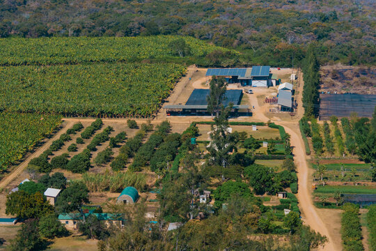 Kafue, Lusaka Province, Zambia - 19 July 2026: Aerial view of a farm with rows of banana plants, fruit trees, and a central building complex with solar panels.