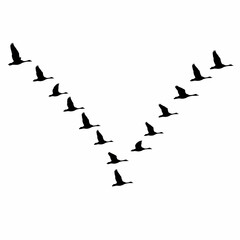 Obraz premium Flock of Flying Birds Silhouette in V Formation – Black Vector Migration Illustration Isolated on White