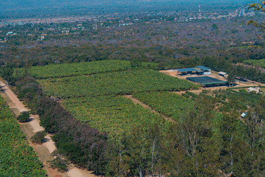 Kafue, Zambia - 19 July 2026: Aerial view of a large banana plantation featuring lush green rows of trees, farm buildings, and dirt access roads.