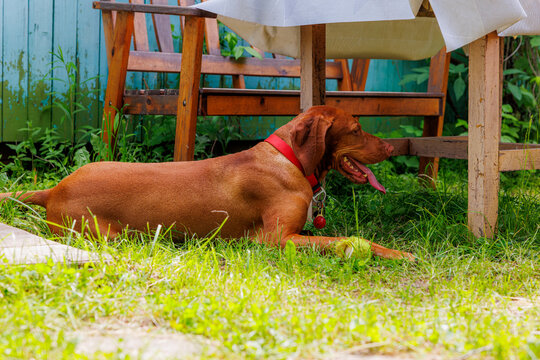 Hungarian vizsla relaxes in a lush garden under a table on a sunny afternoon by a wooden bench