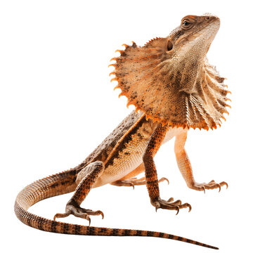 Full body frilled lizard with extended frill as cut out PNG