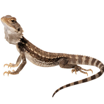 Full length frilled dragon lizard crawling as transparent cutout