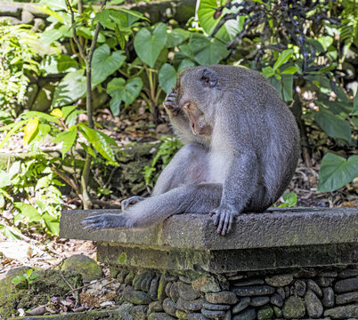 Macaques de Bali , Indon&eacute;sie