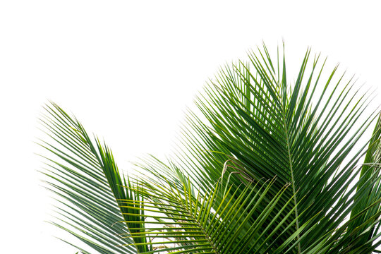 Green coconut palm leaves isolated on transparent background