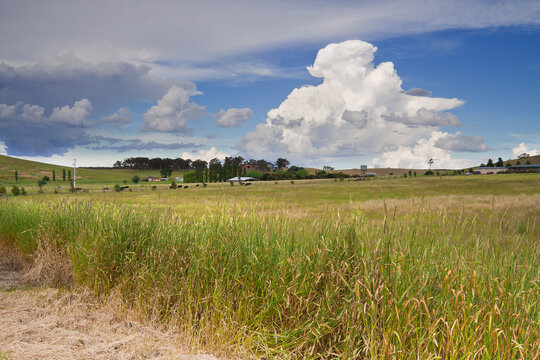 A distant thunderhead over long grass on rural farmland