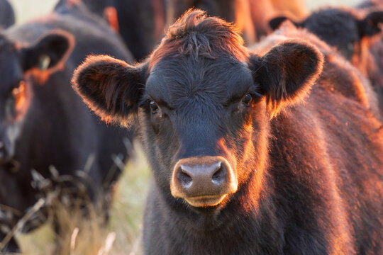 Close up of a curious black cow looking straight at the camera