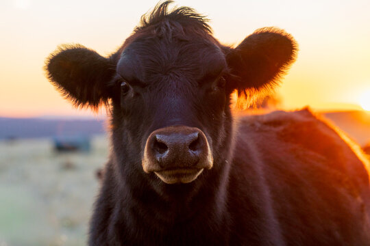 Close up view of a black cow with golden sunshine coming from behind
