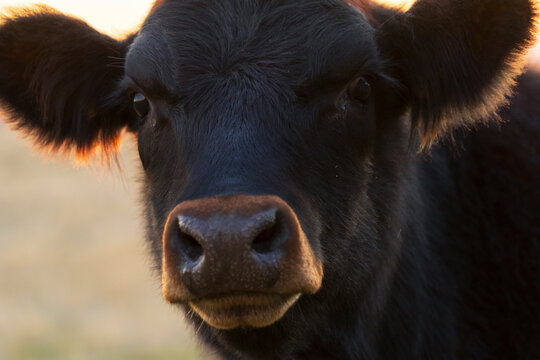 Close up of the face of a black cow